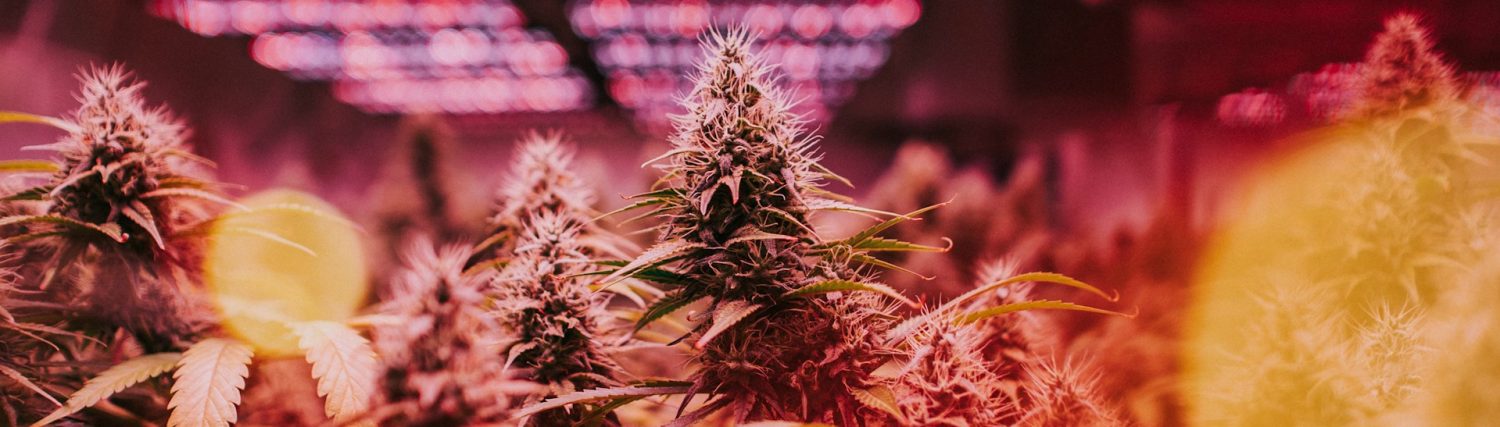 Premium Hemp and Cannabis Products in Prague