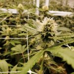 Prague Cannabis Guide img-1069.jpg