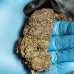 Prague is Quickly Becoming a Hotspot for Cannabis Enthusiasts img-13.jpg