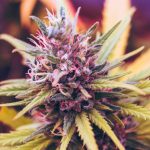 Welcome to the premier destination for cannabis enthusiasts in the Czech capital img-1961.jpg