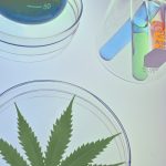 High‑Quality THC Chocolate and Cannabis Edibles in Prague img-2039.jpg