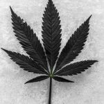 Prague Cannabis Prices: A Comprehensive Guide img-2070.jpg
