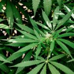 Welcome to Prague’s premier destination for high‑quality THC joint products img-2151.jpg