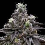 Cannabis in Prague Legal Landscape Market and Buying Guide img-2193.jpg