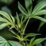 Prague weed delivery service img-2424.jpg