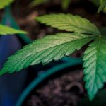 Fastest Prague Weed Delivery Service img-2474.jpg