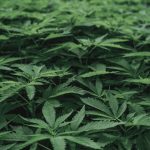Prague Vape Boutique: Premium THC, Cannabis Vape, and Accessories img-2653.jpg