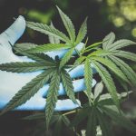 Welcome to the premier destination for legal cannabis, marijuana, hemp, and THC products in Prague img-285.jpg