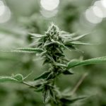 Prague THC Chocolate The Ultimate Guide to Cannabis Infused Treats img-3356.jpg