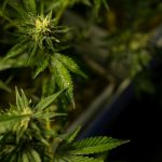 Prague has become a vibrant hub for the Prague cannabis market img-3395.jpg