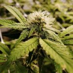 Looking for the finest THC vape Prague experience? img-680.jpg