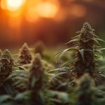 Discover Prague’s Vibrant Cannabis Scene picture (2)